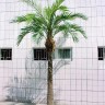 Гигантская Финиковая пальма 4,8 м (сборная)