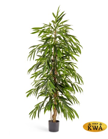 Лонгифолия узколистная Де Люкс 150см 2/2