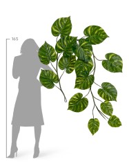 Потос Gigant лиана дл-240 см 15 листов (Sensitive Botanic) 6/24