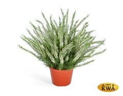 Эрика (вереск) куст большой (пластик) белый в-35 см в горшке 6/24