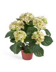 Гортензия куст кремово-зелёный 35 см в горшке 8/8