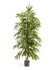 Лонгифолия узколистная Де Люкс 180 см 2/2