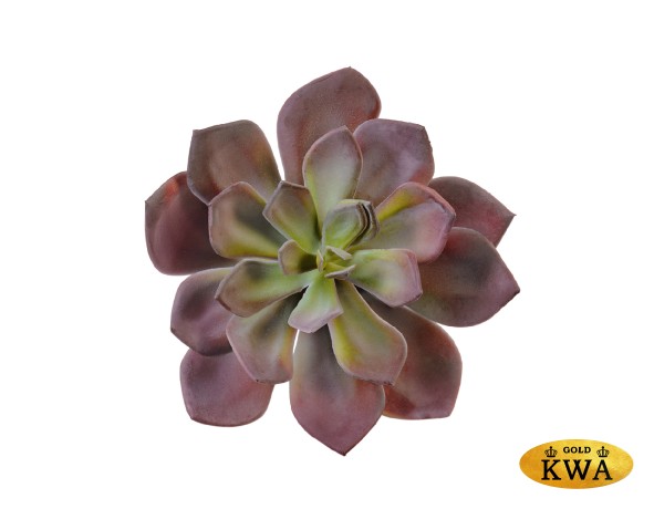 Суккулент Эхеверия Гиббифлора зелёно-бордовая припылённая д-15 см, в-6 см 12/72