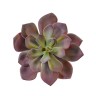 Суккулент Эхеверия Гиббифлора зелёно-бордовая припылённая д-15 см, в-6 см 12/72