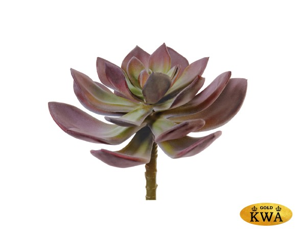 Суккулент Эхеверия Гиббифлора зелёно-бордовая припылённая д-15 см, в-6 см 12/72