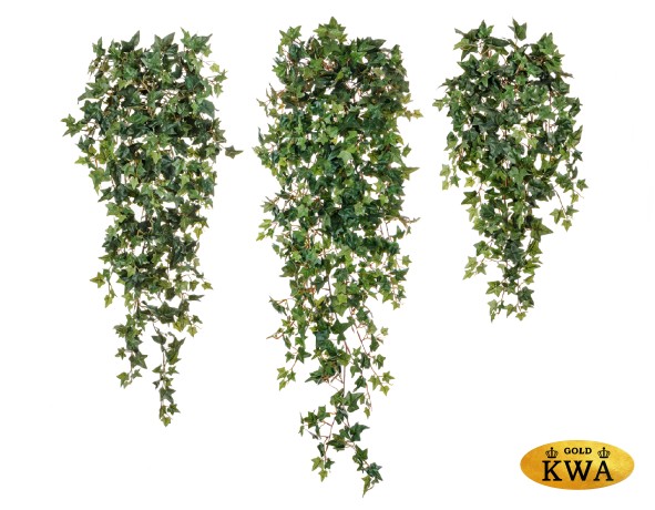 Английский плющ Новый (262 листа) в-70 см 6/48