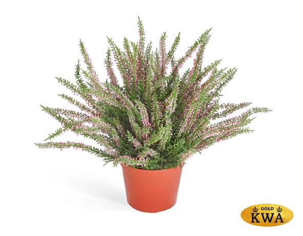 Эрика (вереск) куст большой (пластик) нежно-розовый в-35 см в горшке 6/24