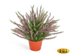 Эрика (вереск) куст большой (пластик) тёмно-сиреневый в-35 см в горшке 6/24