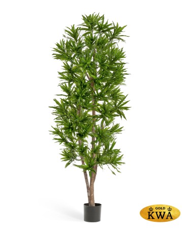 Драцена Рефлекса 150 см 2/2