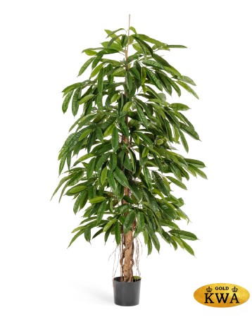 Лонгифолия широколистная 180 см 2/2