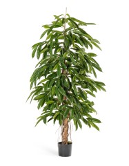 Лонгифолия широколистная 180 см 2/2