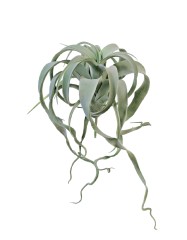 Тилландсия Ксерографика св.серо-зелёная с розовинкой припылённая д-20, в-15 см 8/24