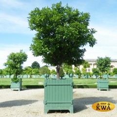 Кашпо деревянное из дуба ручной работы Версальский замок