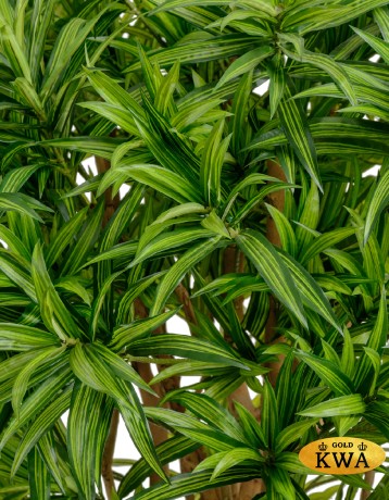 Драцена Рефлекса 180 см 2/2