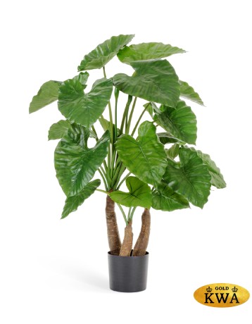 Алоказия Калидора 80 см 1 ствол 2/2