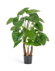 Алоказия Калидора 80 см 1 ствол 2/2