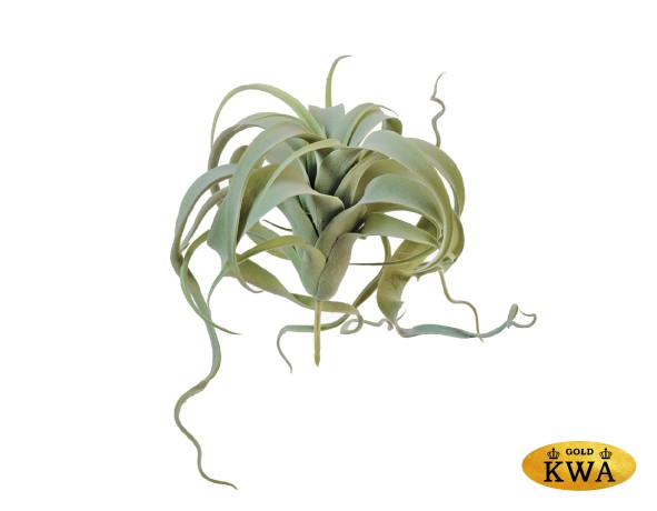 Тилландсия Ксерографика св.зелёный припылённая д-20 см, в-15 см 8/24