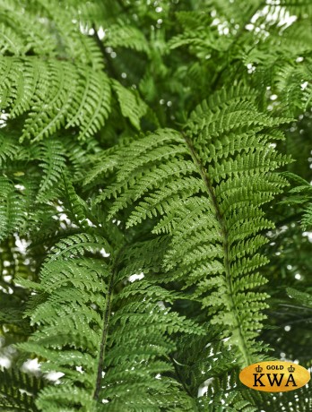 Папоротник Вудвардия большой в-50 см, д-110 см 4/4