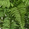 Папоротник Вудвардия большой в-50 см, д-110 см 4/4