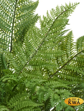 Папоротник Вудвардия большой в-50 см, д-110 см 4/4