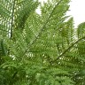 Папоротник Вудвардия большой в-50 см, д-110 см 4/4