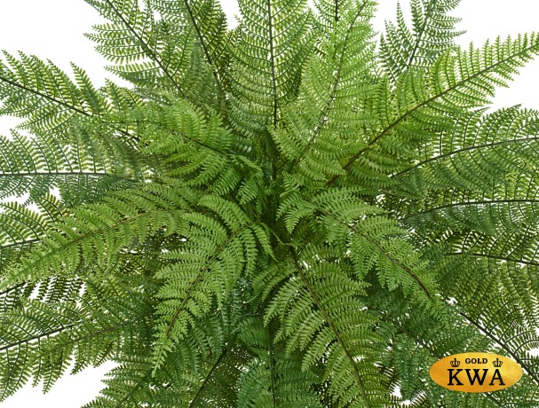 Папоротник Вудвардия большой в-50 см, д-110 см 4/4
