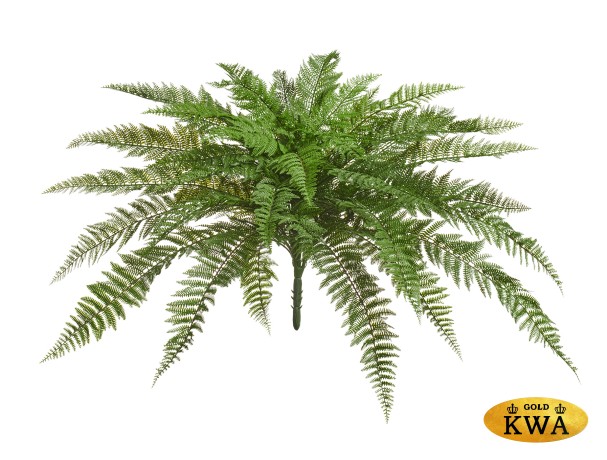 Папоротник Вудвардия большой в-50 см, д-110 см 4/4