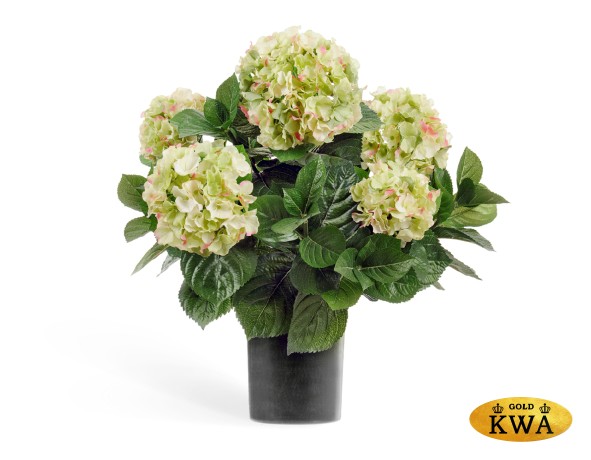 Гортензия куст большой кремово-зеленый 55 см в горшке 6/6