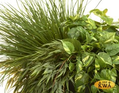 Бамбук ампельный в-60 см (пластик)